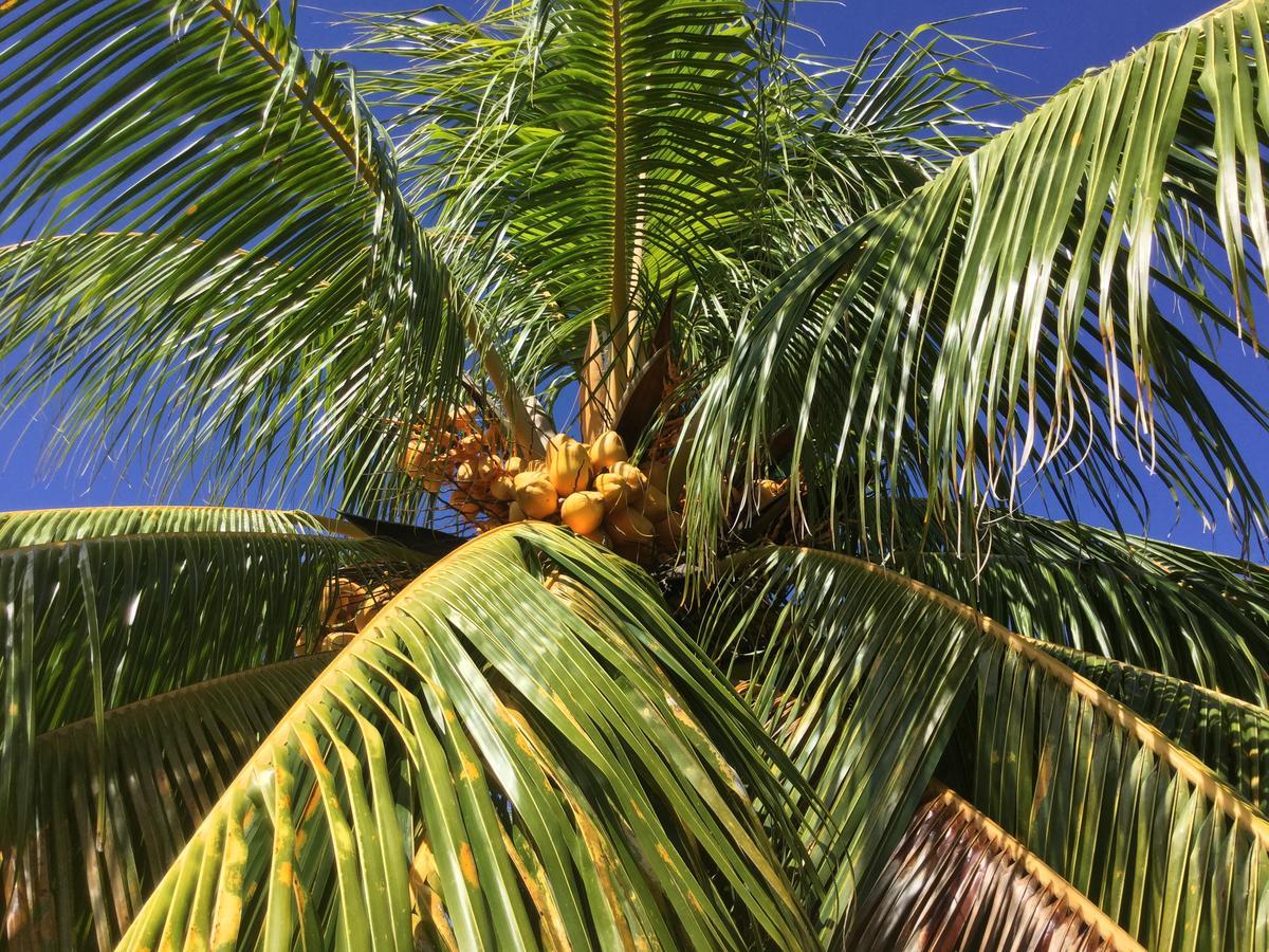 Petite Anse Hotel Mount Alexander Buitenkant foto